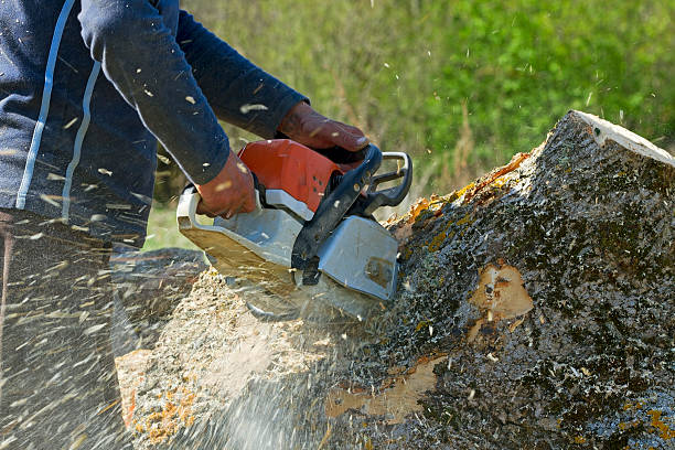 Best Commercial Tree Services  in Funny River, AK